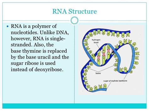 Molecular genetics ppt