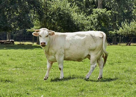 10 of the Most Exceptional Cattle Breeds