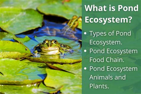 What Plants Or Animals Are The Primary Producers In This Food Chain - Jacobs Squill1950