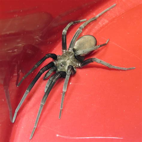 Female Southern House Spider (K. hibernalis) by Kamose on DeviantArt