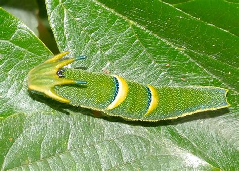 Tailed Emperor - Polyura pyrrhus