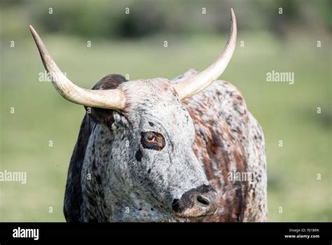 Nguni cattle, South Africa Stock Photo - Alamy