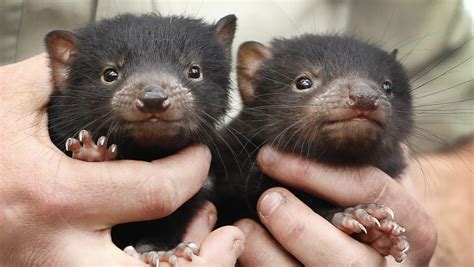 The birth of two Tasmanian devil joeys in Ballarat is vital to the species’ future | Herald Sun