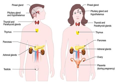 The Endocrine (or Hormonal) System - Hormones Australia