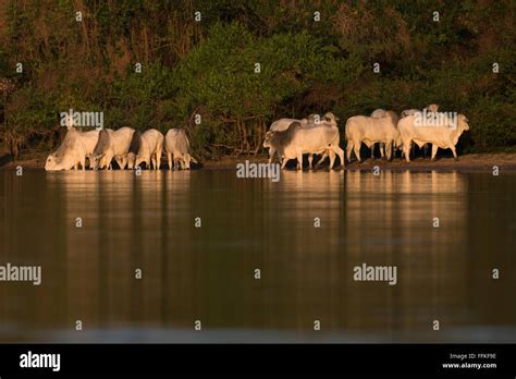 A group of cattle drinking water from a river in the Pantanal Stock Photo - Alamy