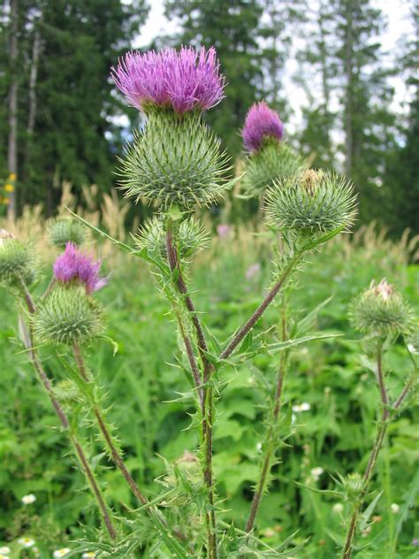 Scottish Thistle. | Scottish thistle, Scotland national flower, Thistle