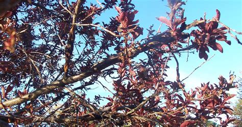 What's wrong with my flowering purple plum tree? - and what can I do a | Hometalk