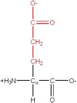 Nomenclature of Amino acids - Chemistry LibreTexts