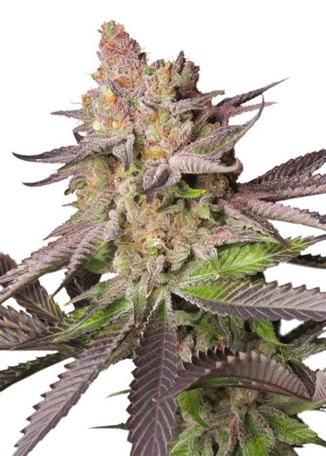 Melonade Runtz Strain Info / Melonade Runtz Weed By Dutch Passion ...