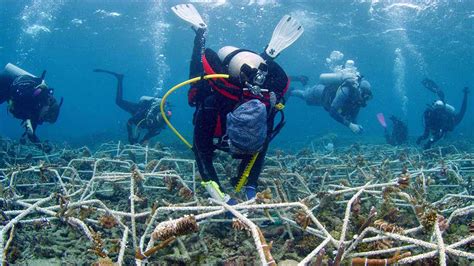 Great Barrier Reef Recovery During Covid-19 Lockdowns • Scuba Diver Life