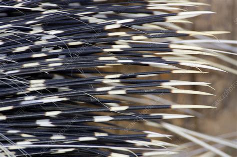 North African Crested Porcupine Quills - Stock Image - Z918/0407 - Science Photo Library