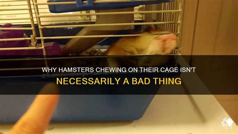 Why Hamsters Chewing On Their Cage Isn't Necessarily A Bad Thing | PetShun