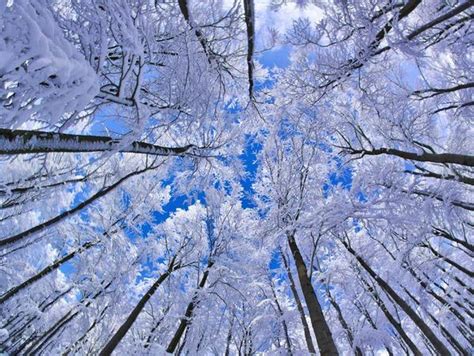 Snow Trees - Beautiful Landscapes Photo (37707012) - Fanpop