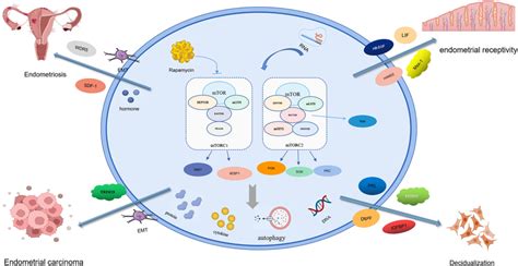 Possible mechanisms of mTOR signal effects on endometrium function | Download Scientific Diagram