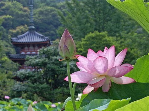 Lotus flower in Japan | Plants and flowers | Pinterest