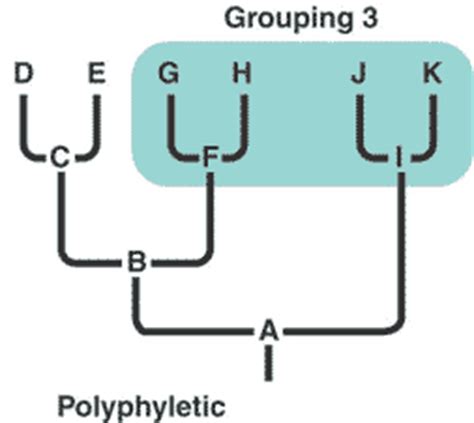 Quia - 9AP Chapter 26 - Phylogeny and The Tree of Life (detailed)