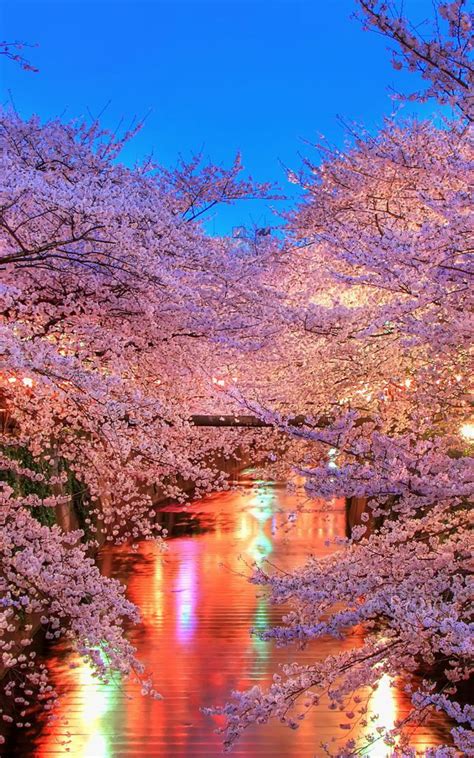 Free download hanami Blossom Sakura Japan Wallpaper Background 4K Ultra HD [3840x2160] for your ...