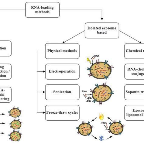 Techniques for RNA loading into exosomes. RNA loading into exosomes can... | Download Scientific ...