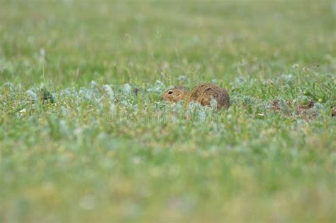 Funny Gopher Face stock photo. Image of gopher, mouth, prairie - 612532