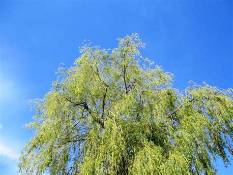 Weeping Willow Tree Leaves free image download