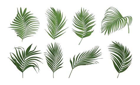 Collection of palm tree leaves vector 2282396 Vector Art at Vecteezy