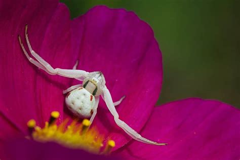 Discover the Crab Spider - Animals Around The Globe