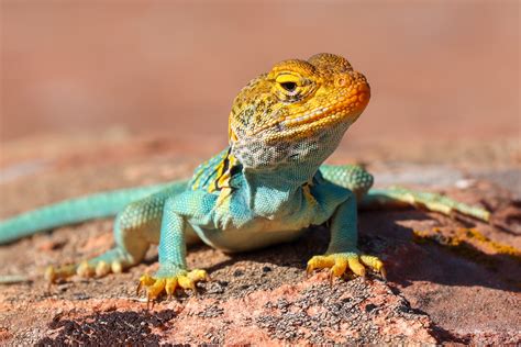 Eastern Collared Lizard - Colorado National Monument (U.S. National Park Service)