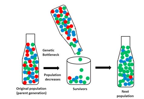 Genetic Drift: Complete Explanation | AllAssignmentHelp.com - Best ...