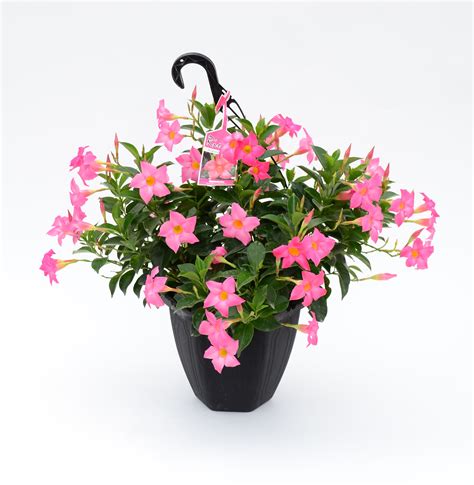 Pink blooming Rio Dipladenia hanging basket | Hanging baskets, Bedding ...