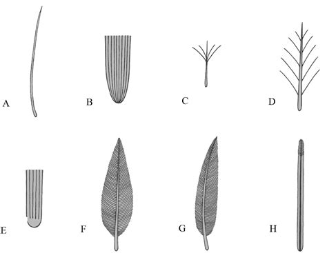 Figure 4 from THE ORIGIN AND EARLY EVOLUTION OF FEATHERS:INSIGHTS FROM ...