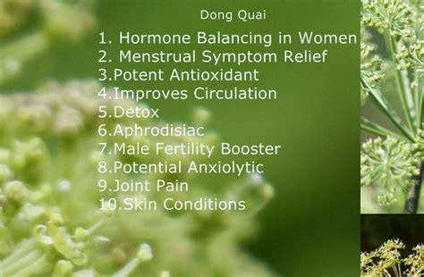 Best Dong Quai Supplements - Autumn Damask