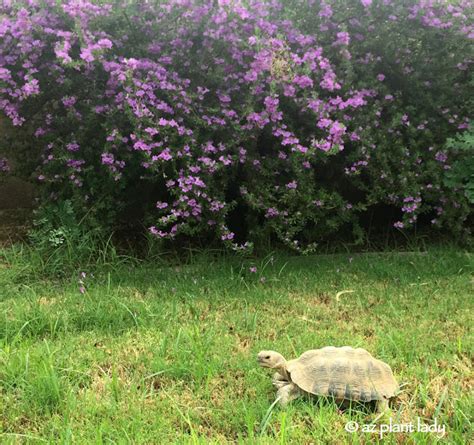 Sonoran Desert Tortoise : Meet "Aesop" | azplantlady.com