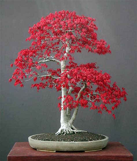 Bonsai tree!!! | Japanese maple bonsai, Bonsai seeds, Maple bonsai