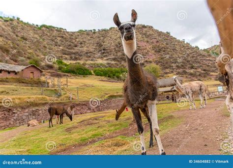 Peruvian Llama. Farm of Llama, Alpaca, Vicuna in Peru, South America ...