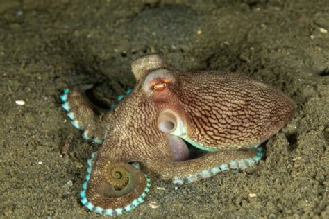 The Remarkable Coconut Octopus: Intelligence in the Depths