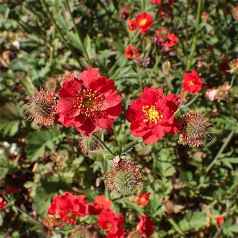 Geum 'Mrs Bradshaw' | 10.5cm Pot – Roots Plants