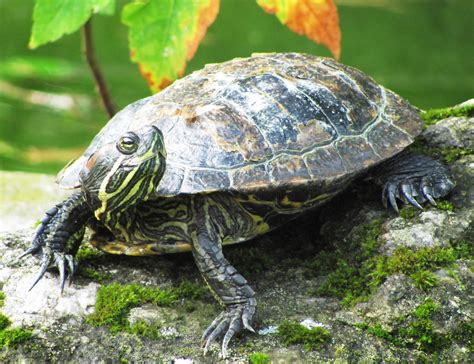 Turtle, Tortoise, Terrapin | | All Turtles