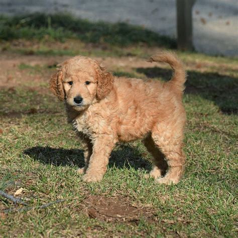 Golden Retriever Poodle Mix Puppy: A Unique And Adorable Breed - l2sanpiero