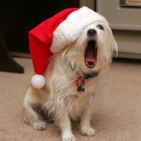 Photos: Dogs Wearing Santa Claus Hats Celebrate Christmas - Paperblog