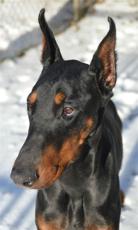 Layla is a 4 yr. old female Doberman Pinscher searching for a forever family at Phoenix Animal ...