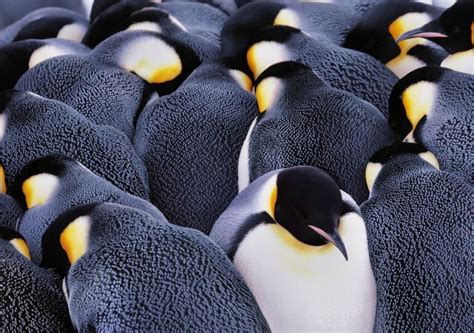 Jan 16 | Studying the Huddle: Penguin Behavior & Climate Change ...