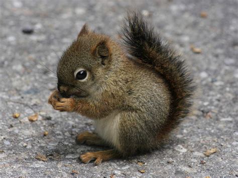 Baby Squirrel Wallpaper - WallpaperSafari