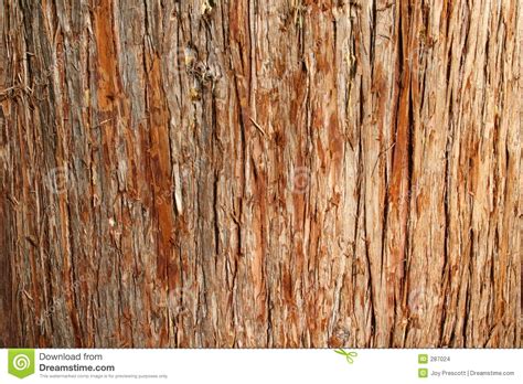 Cedar Bark stock photo. Image of fiber, skin, cypress, background - 287024