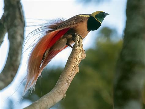 cudowronka krasnopióra - eBird