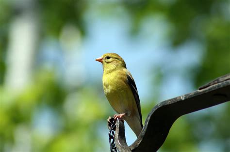 Birds In Indiana: 27 Most Impressive And Colorful Species In This State