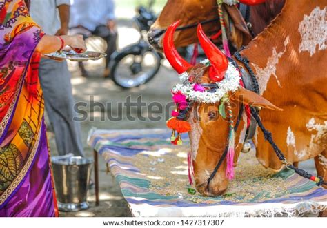 Indian Pola Festival Ox Festival Stock Photo 1427317307 | Shutterstock