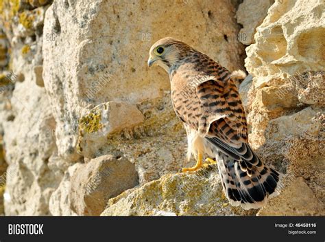 Falcon Natural Habitat Image & Photo (Free Trial) | Bigstock