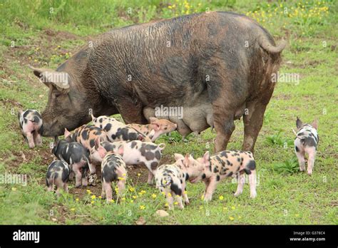 Mother pig and piglets Stock Photo - Alamy