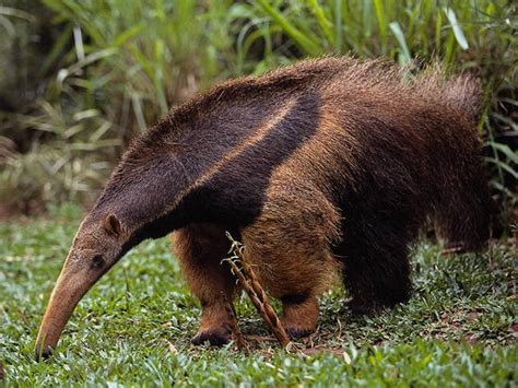 Giant Anteater | Facts & New Photographs | The Wildlife