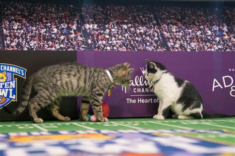 6 adorable photos from the Kitten Bowl